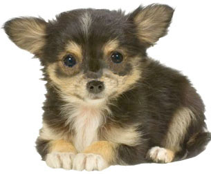 Veterinary services for your pet02